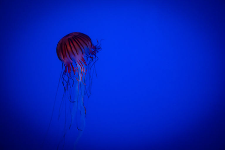 jellyfish5