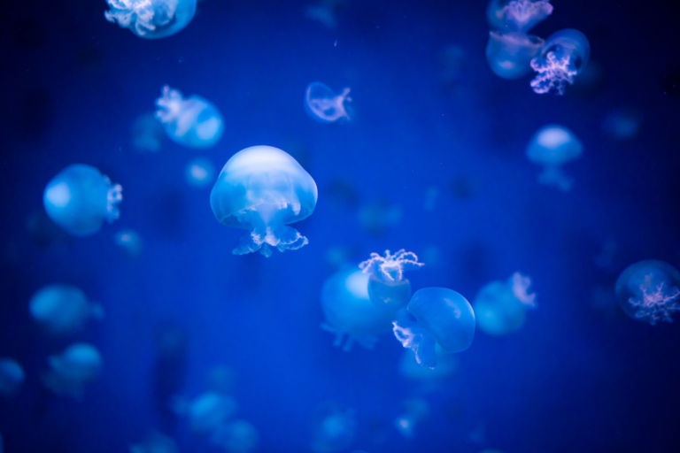 jellyfish4