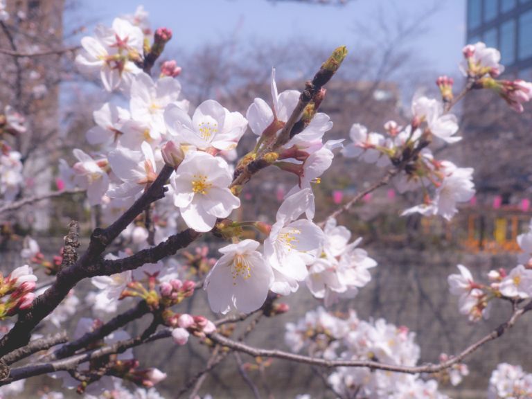 目黒川 桜